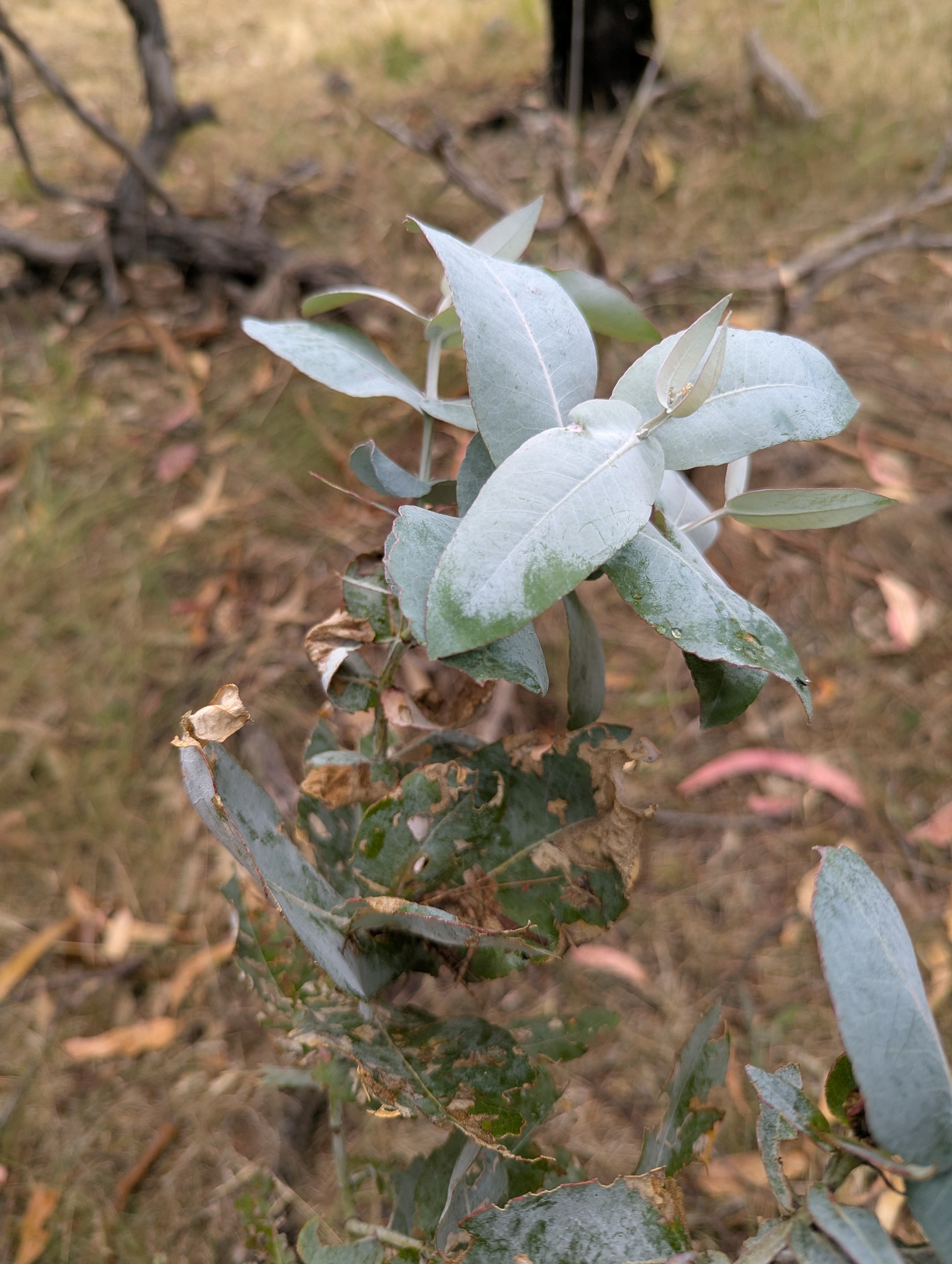 Eucalyptus globulus