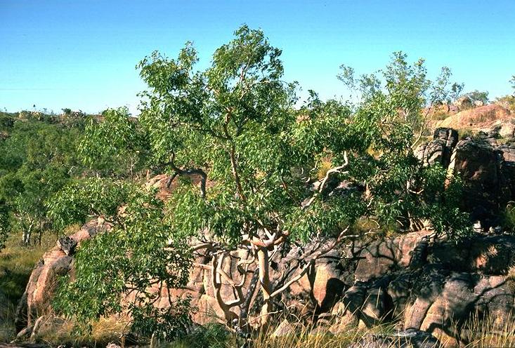 Eucalyptus herbertiana