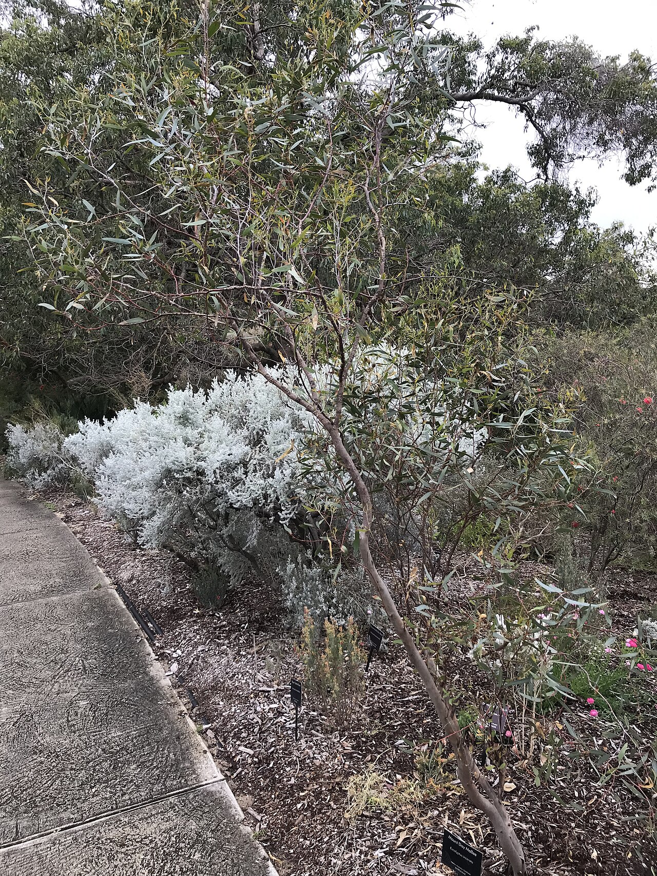 Eucalyptus incerata