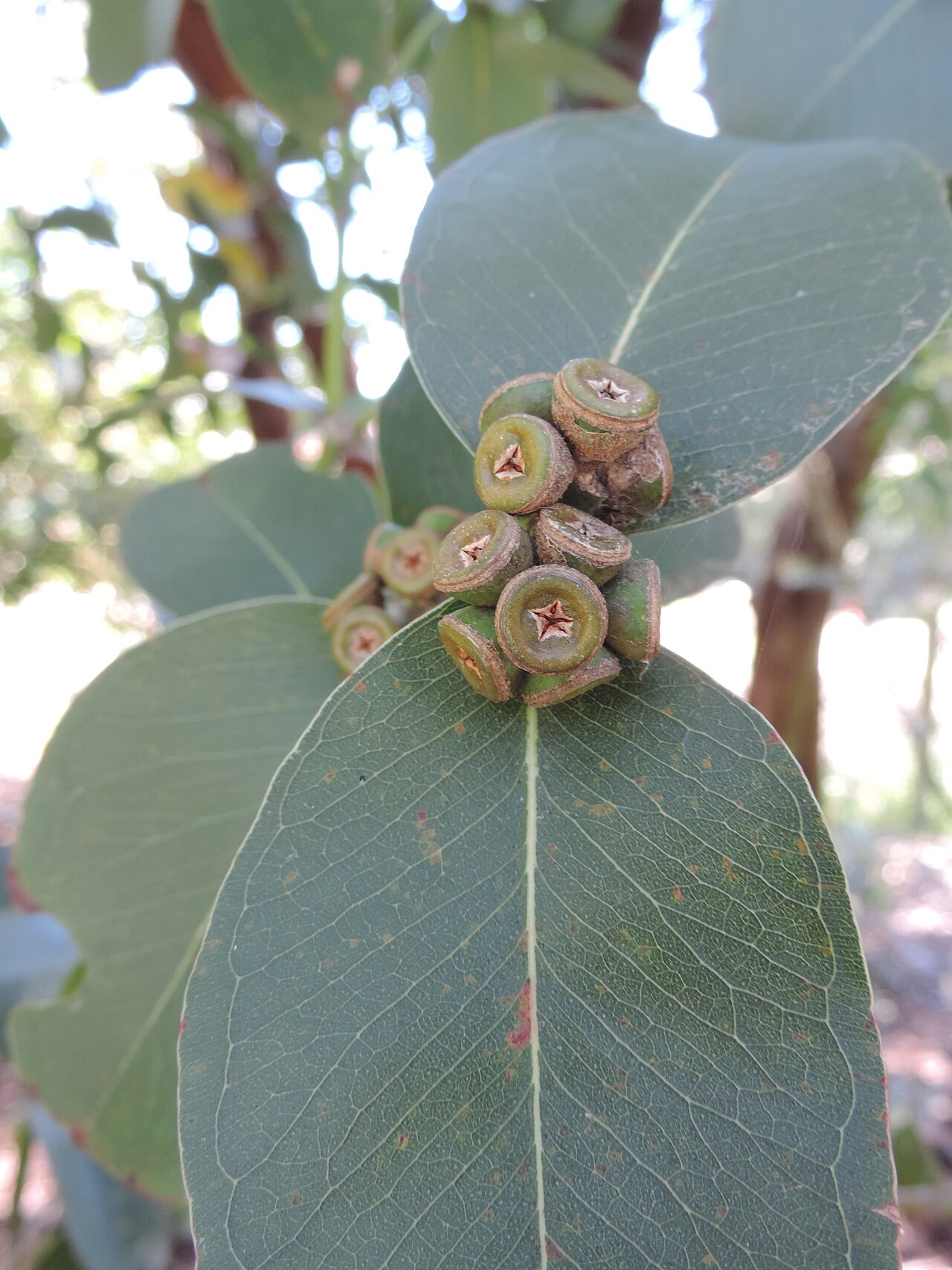 Eucalyptus kybeanensis
