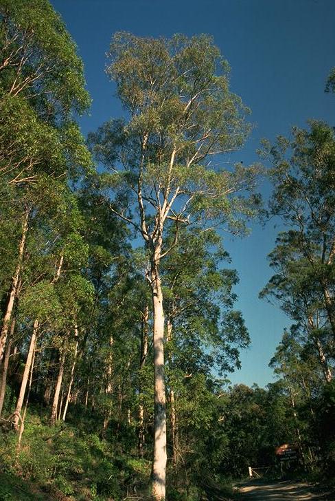 Eucalyptus largeana