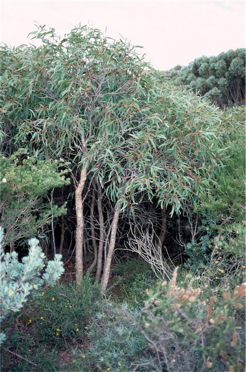 Eucalyptus lateritica