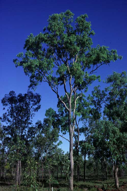Eucalyptus leptophleba