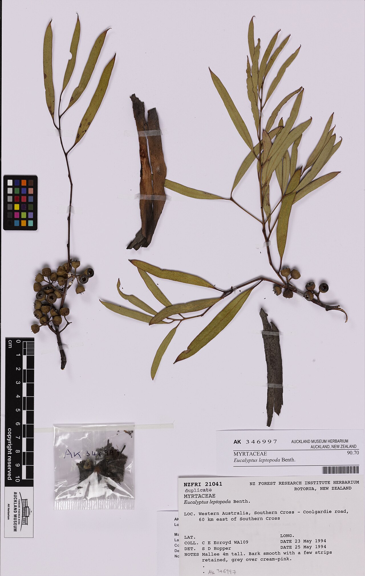 Eucalyptus leptopoda