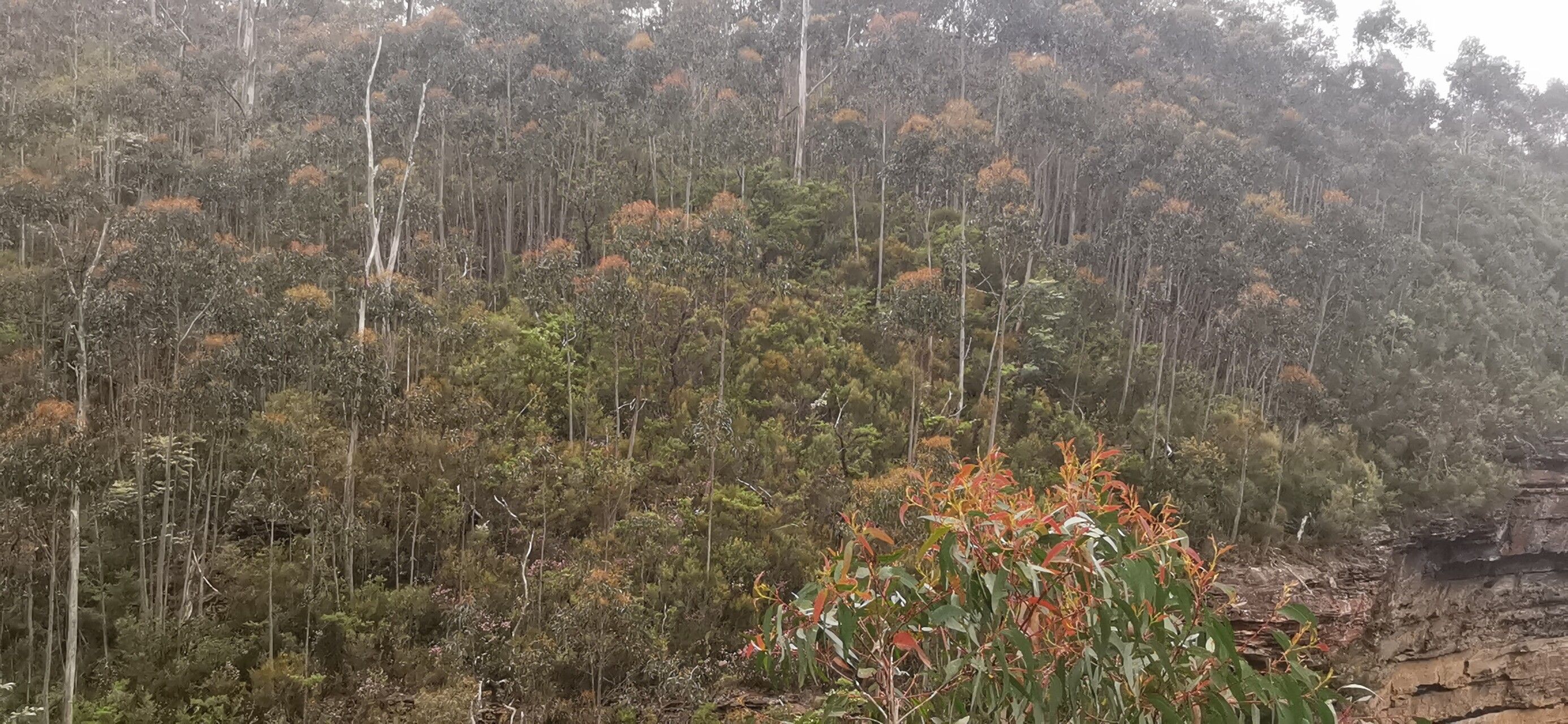Eucalyptus macarthurii