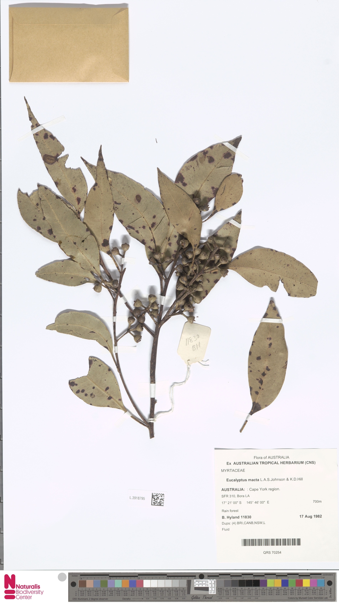 Eucalyptus macta