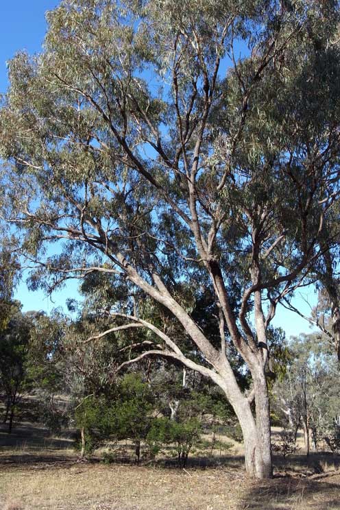 Eucalyptus nortonii