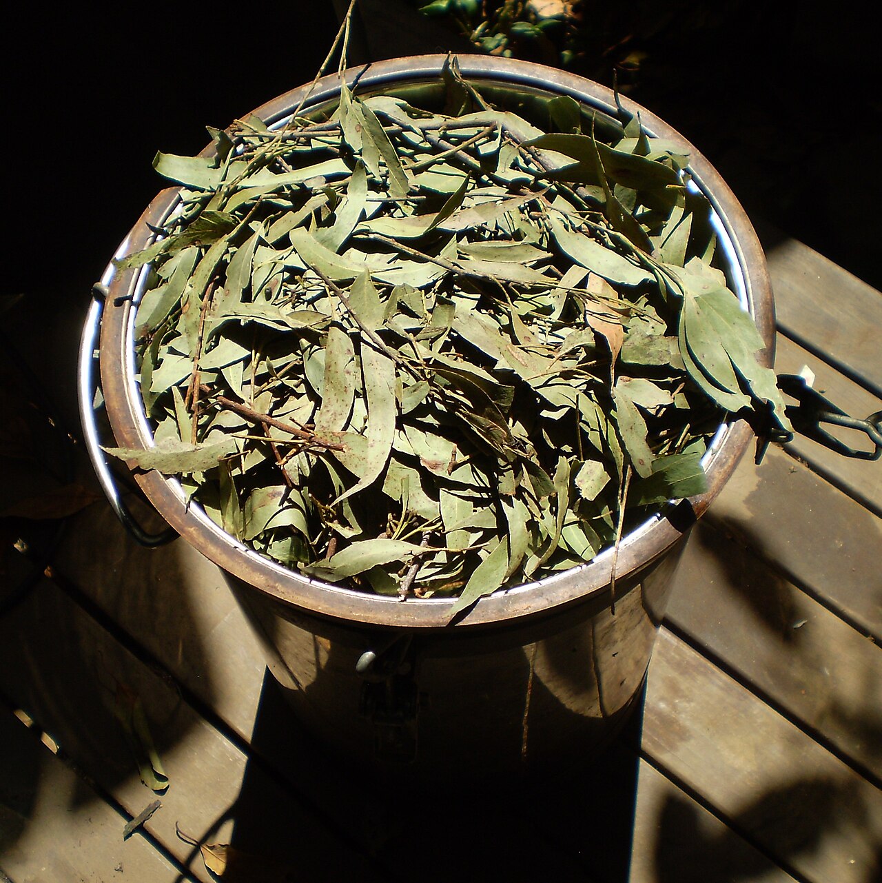 Eucalyptus olida