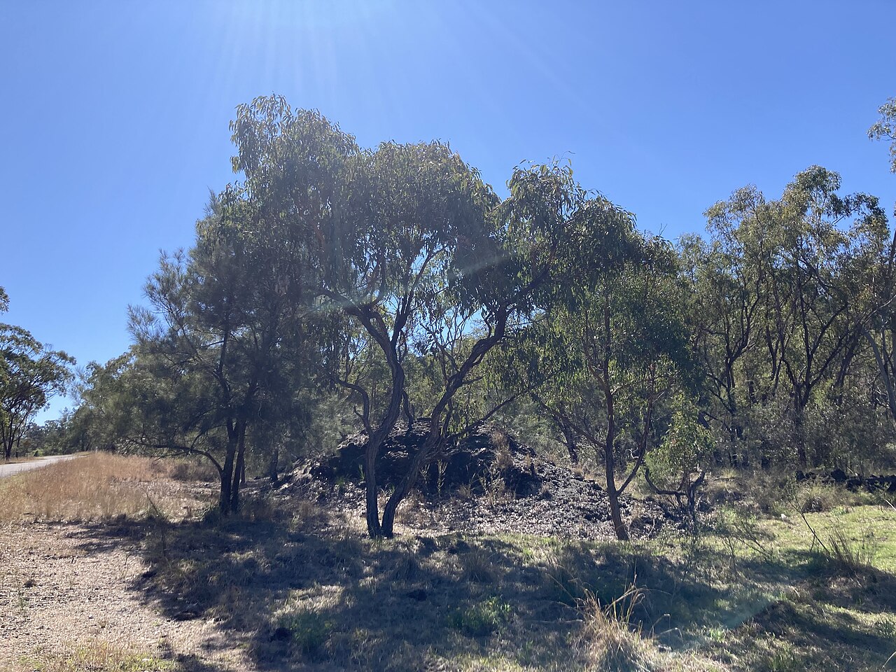 Eucalyptus ophitica