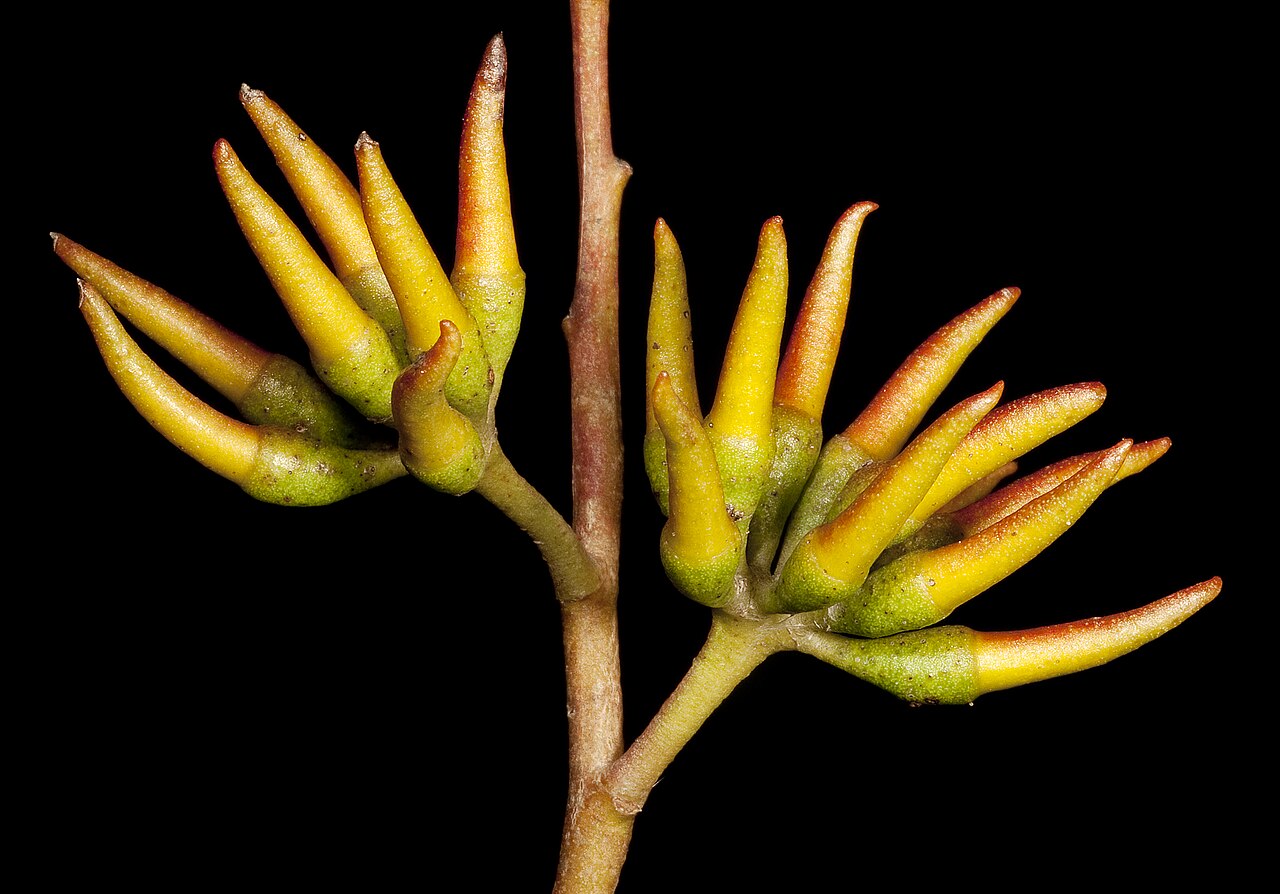 Eucalyptus phaenophylla