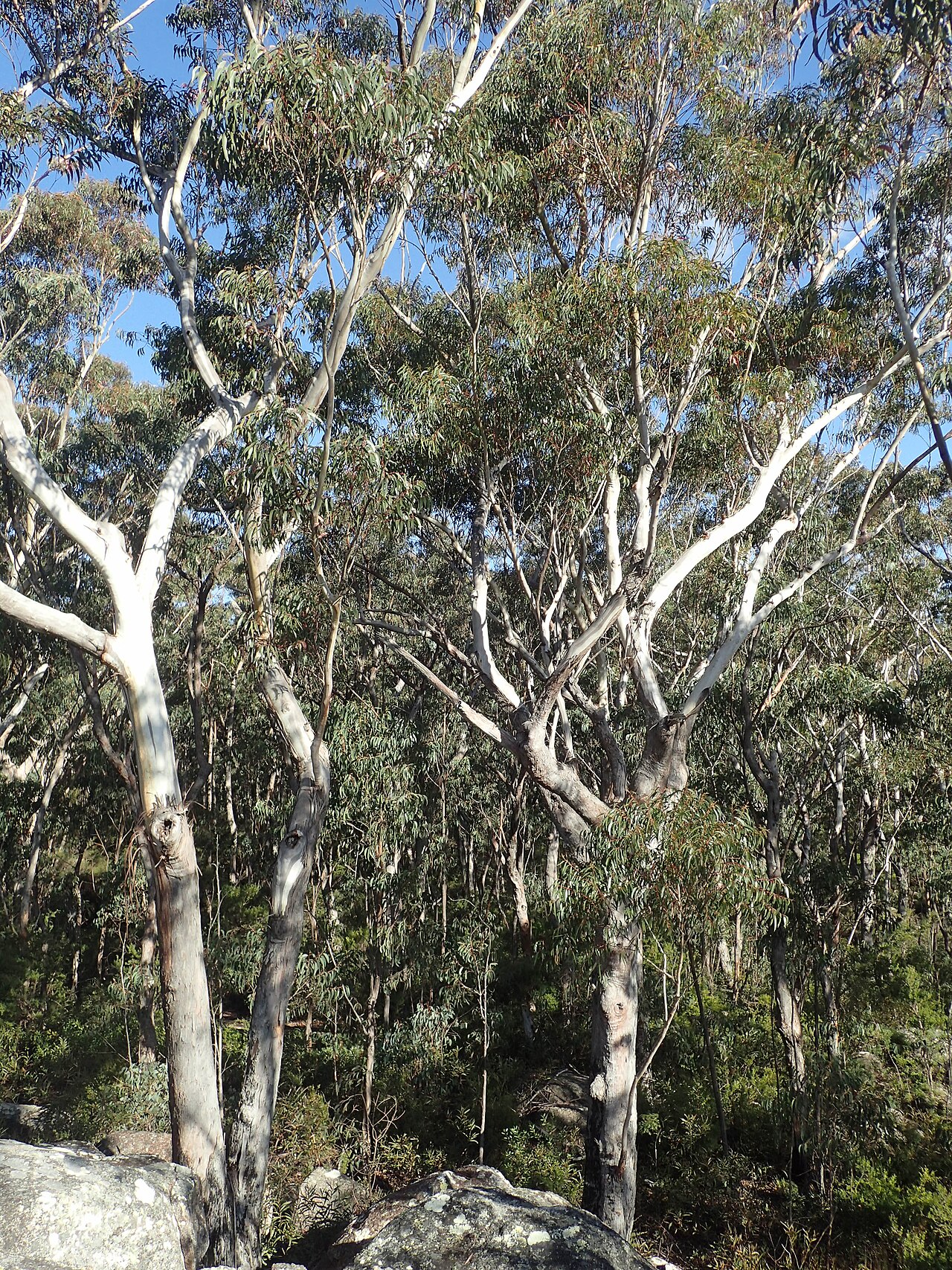 Eucalyptus pyrocarpa
