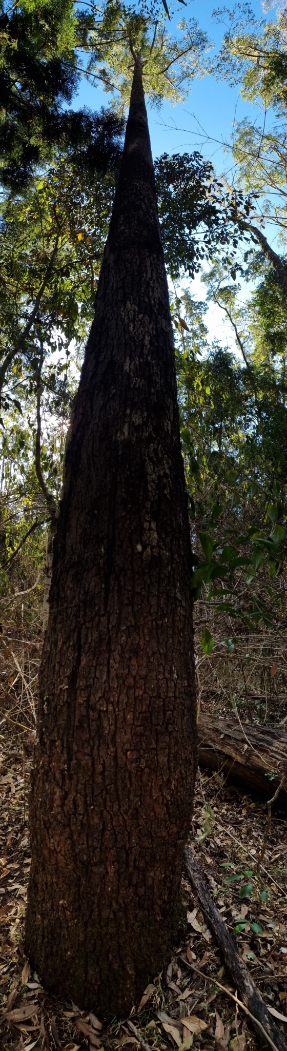 Eucalyptus rummeryi