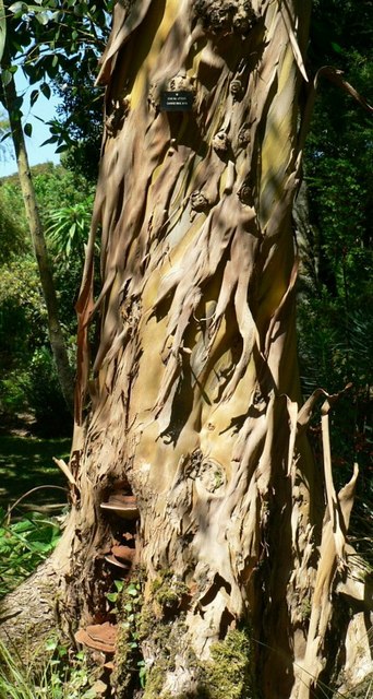 Eucalyptus subcrenulata