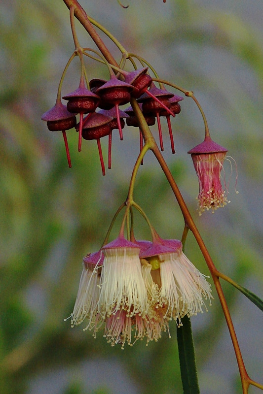 Eucalyptus synandra