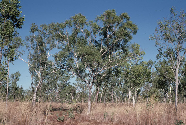 Eucalyptus tectifica