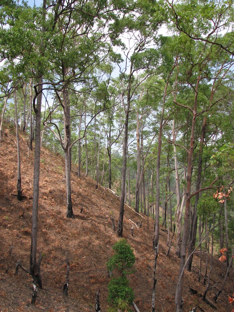 Eucalyptus urophylla