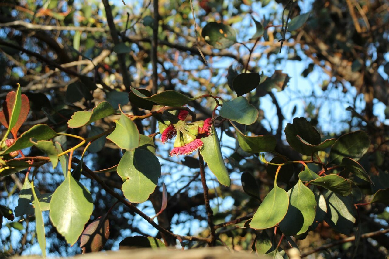 Eucalyptus vesiculosa