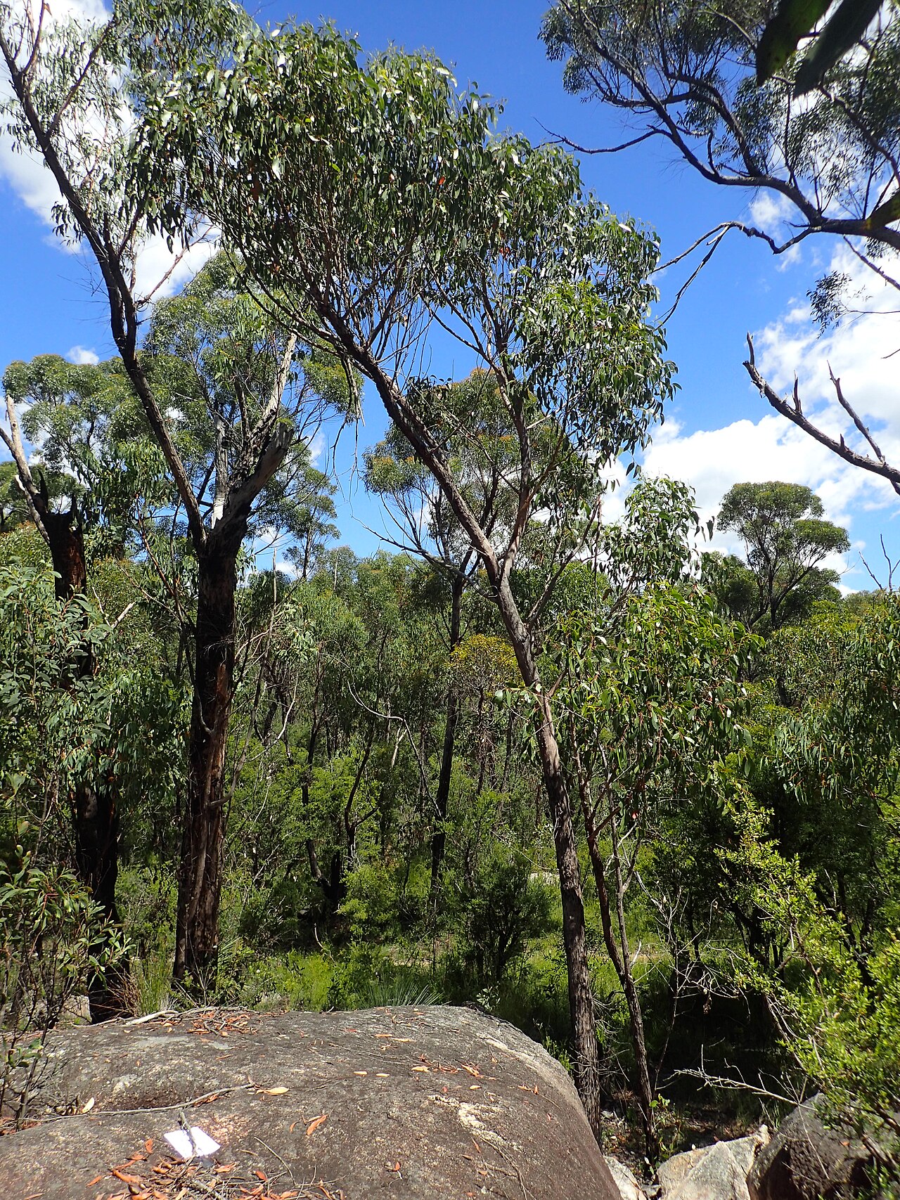 Eucalyptus williamsiana