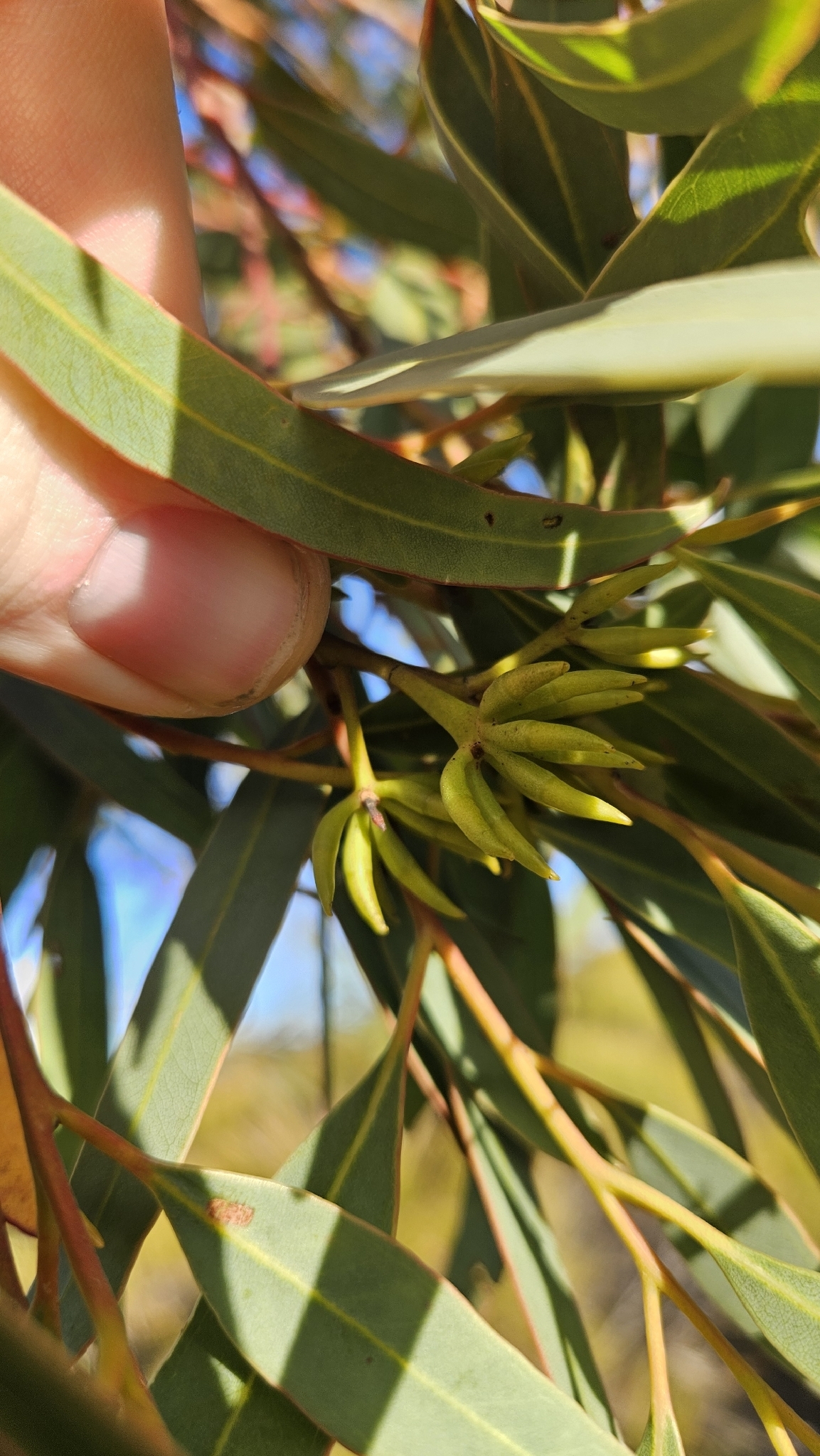Eucalyptus xanthonema