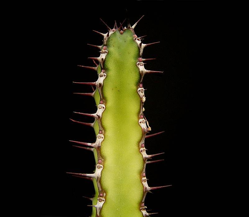 Euphorbia heterospina