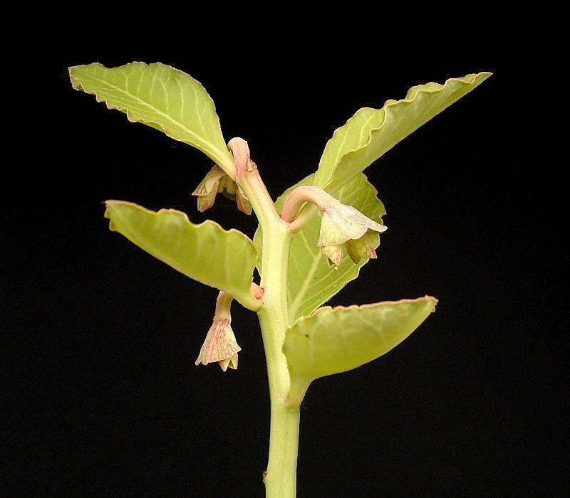 Euphorbia invenusta