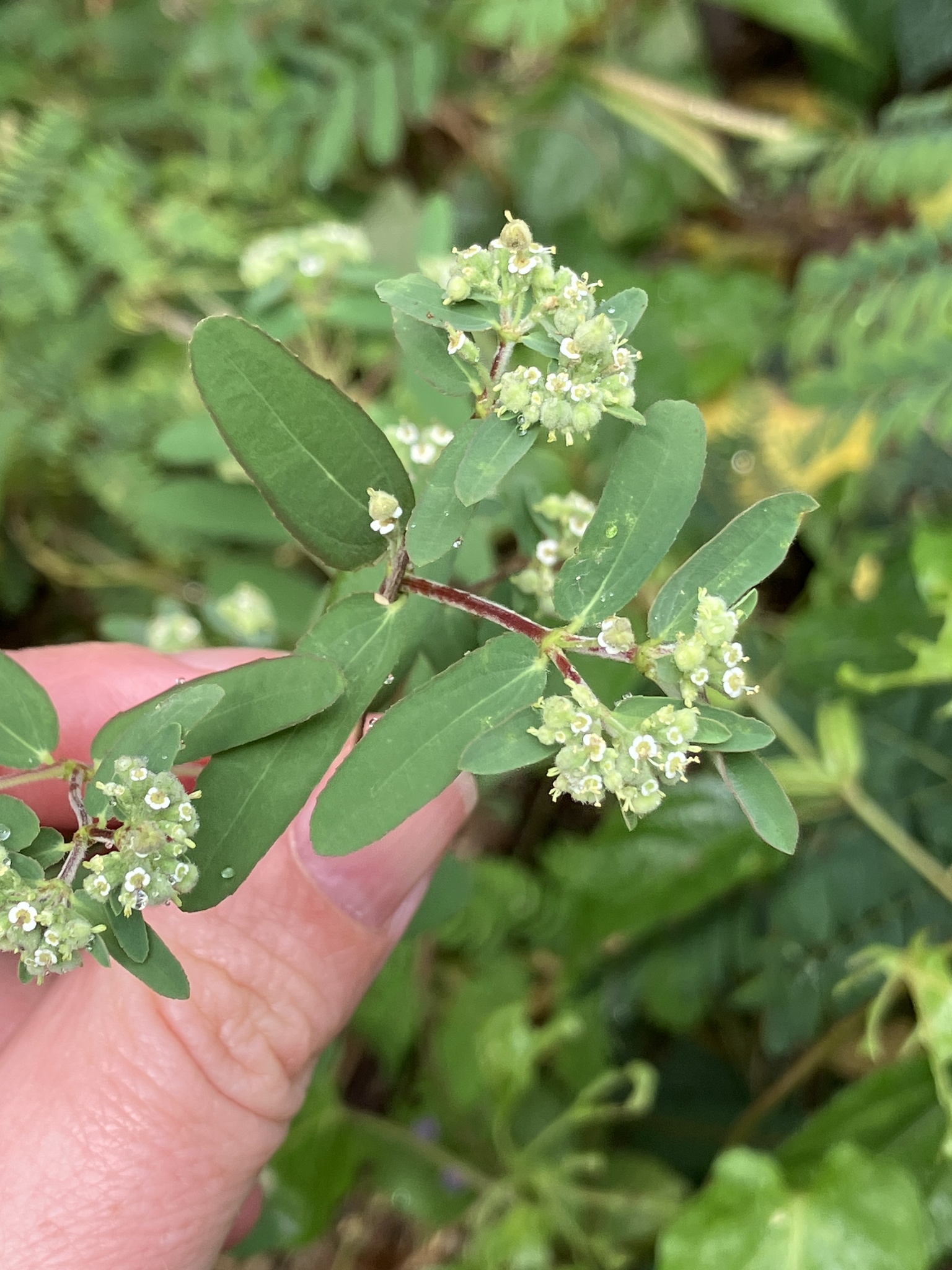 Euphorbia lasiocarpa