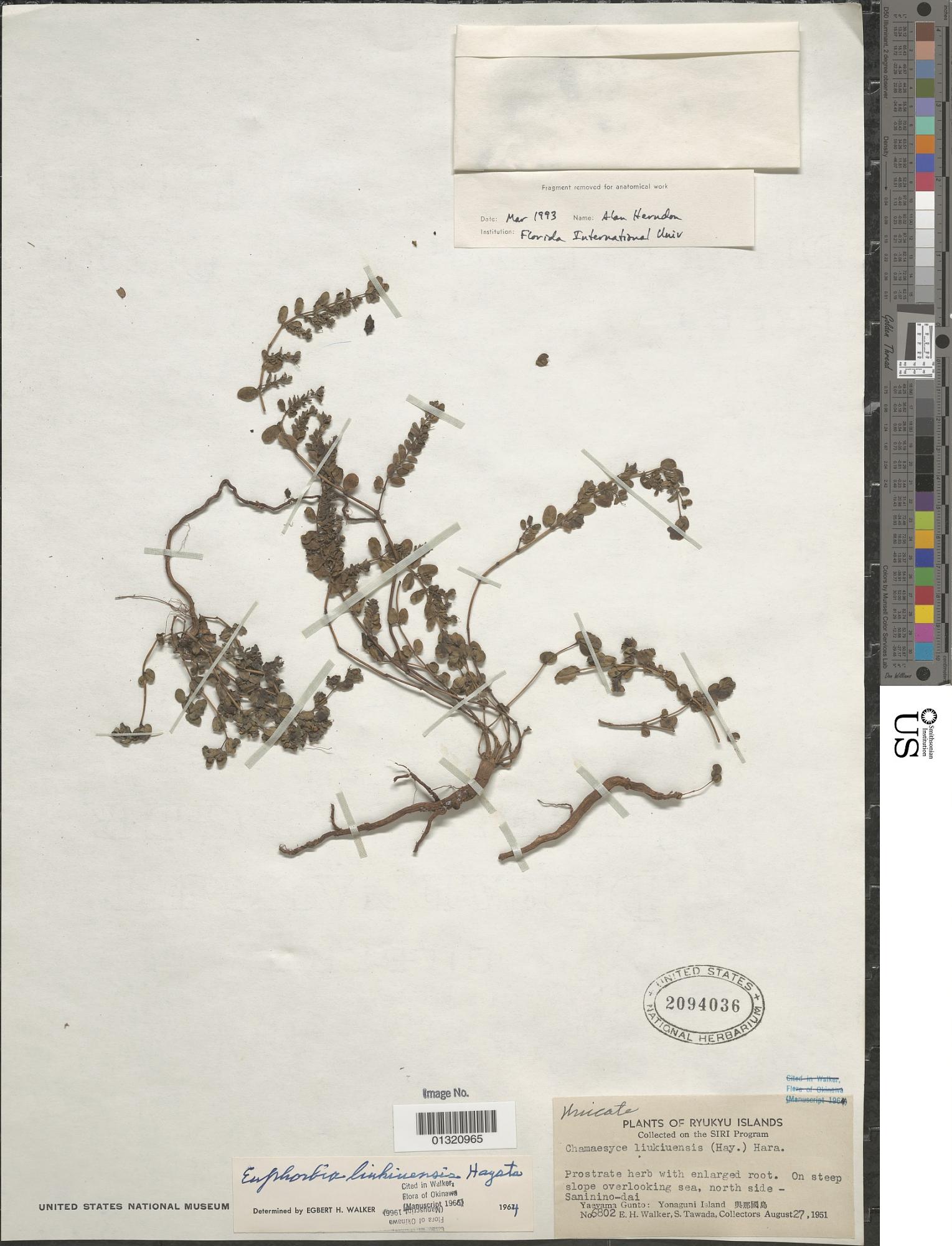Euphorbia liukiuensis