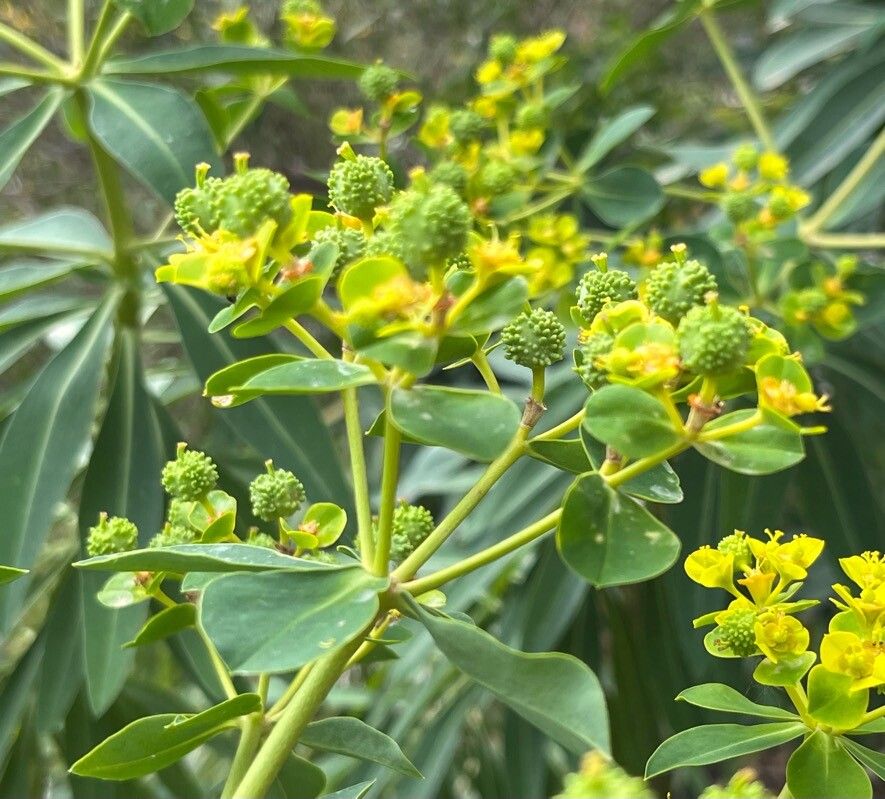 Euphorbia margalidiana
