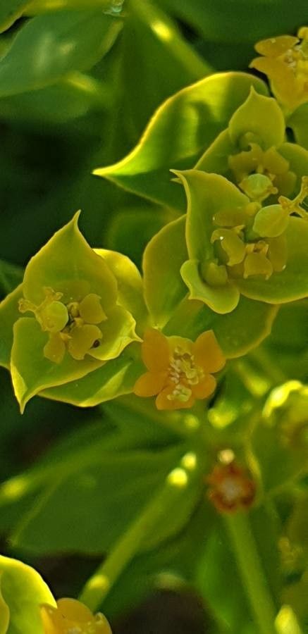Euphorbia matritensis