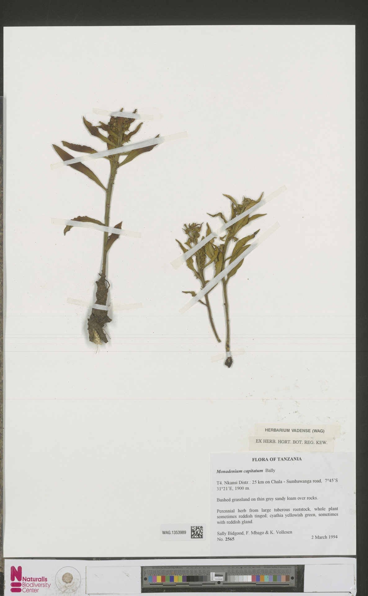 Euphorbia neocapitata