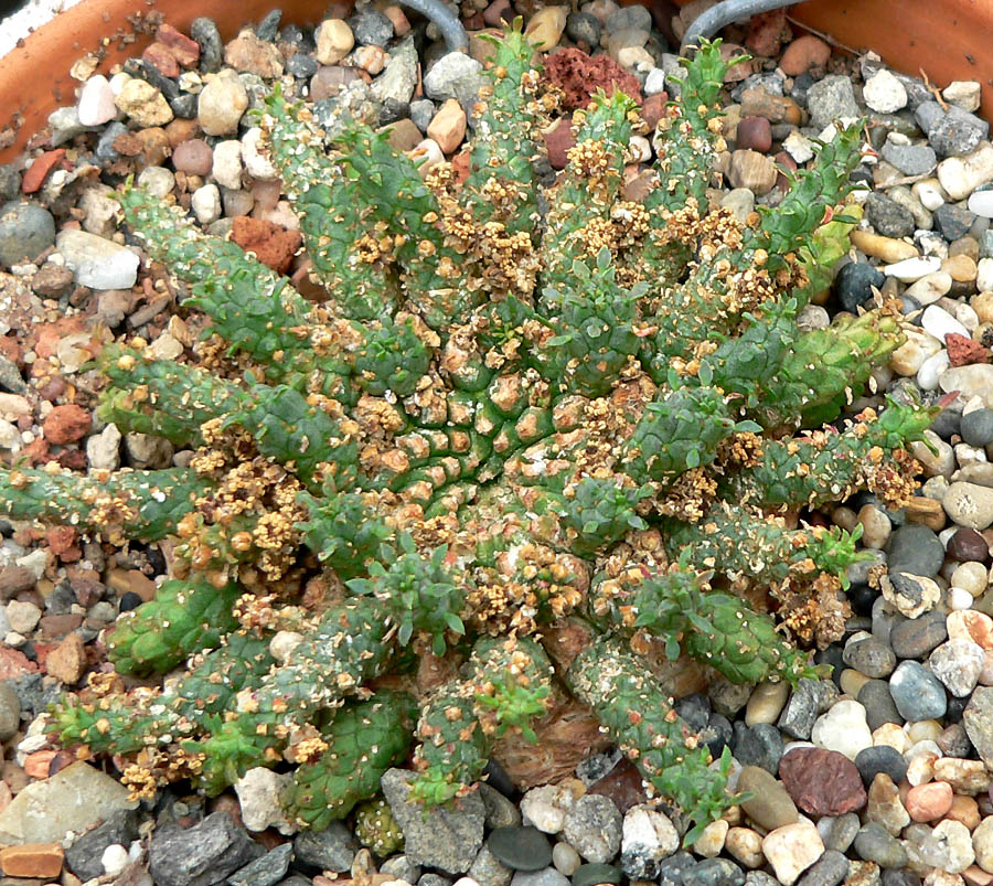 Euphorbia procumbens