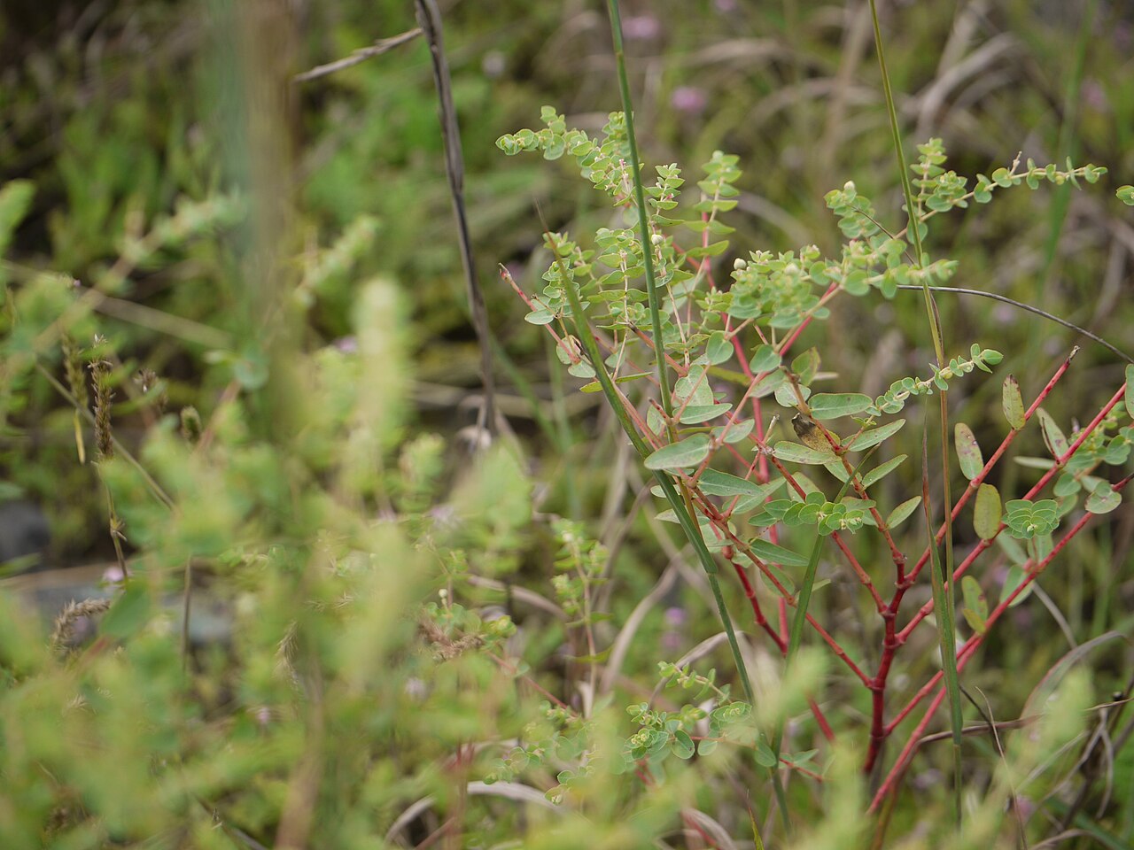 Euphorbia pycnostegia