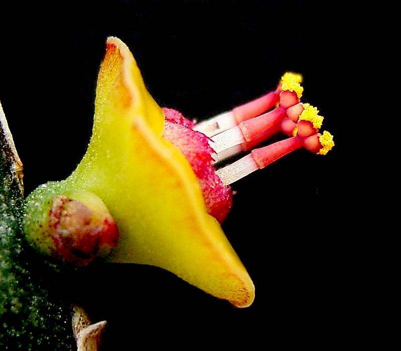 Euphorbia quadrialata