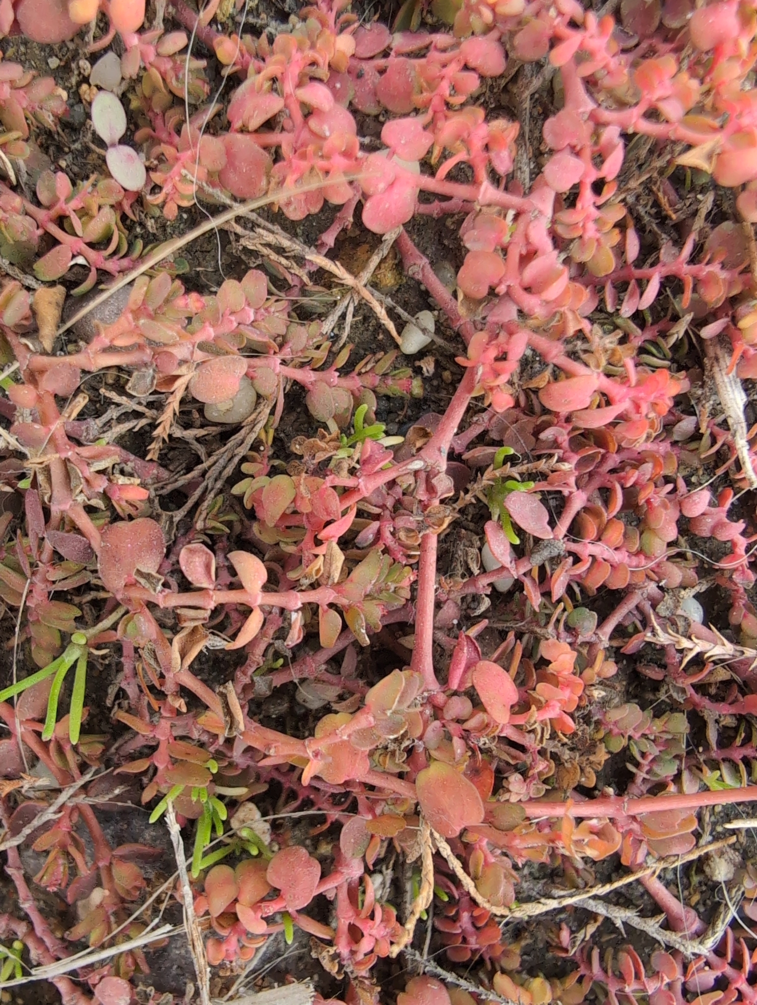 Euphorbia serpens