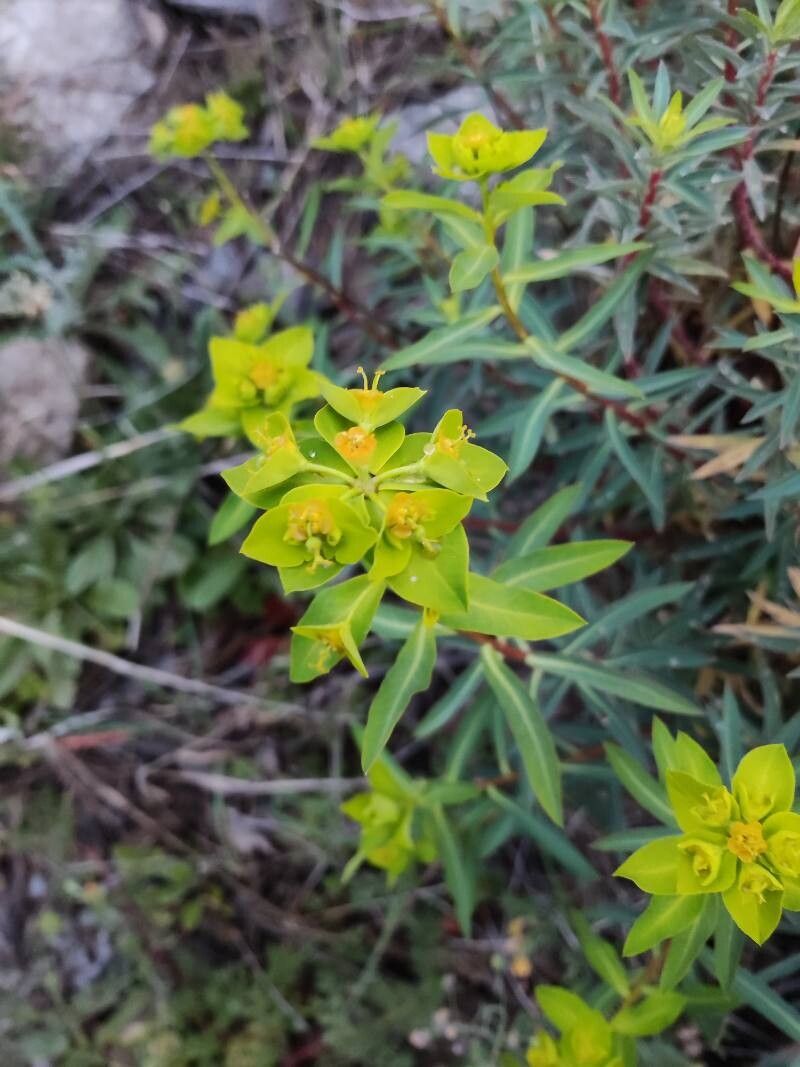 Euphorbia squamigera