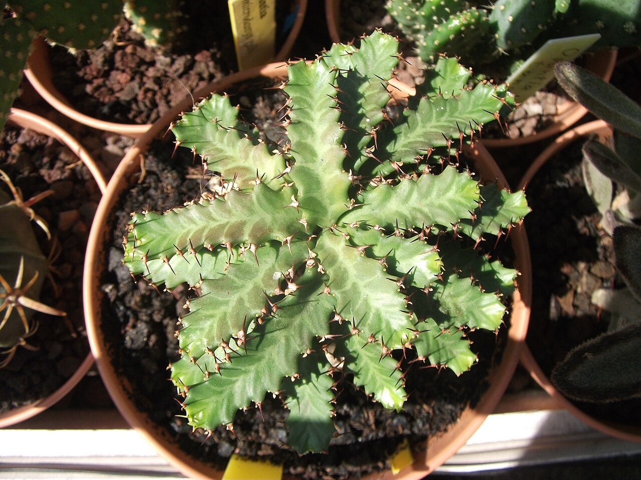 Euphorbia stellata