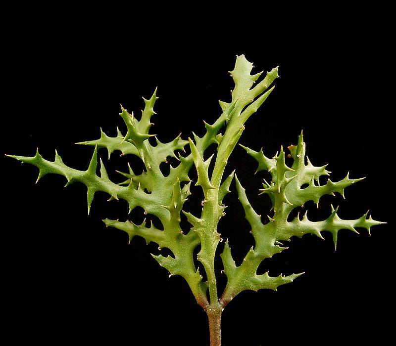 Euphorbia stenoclada