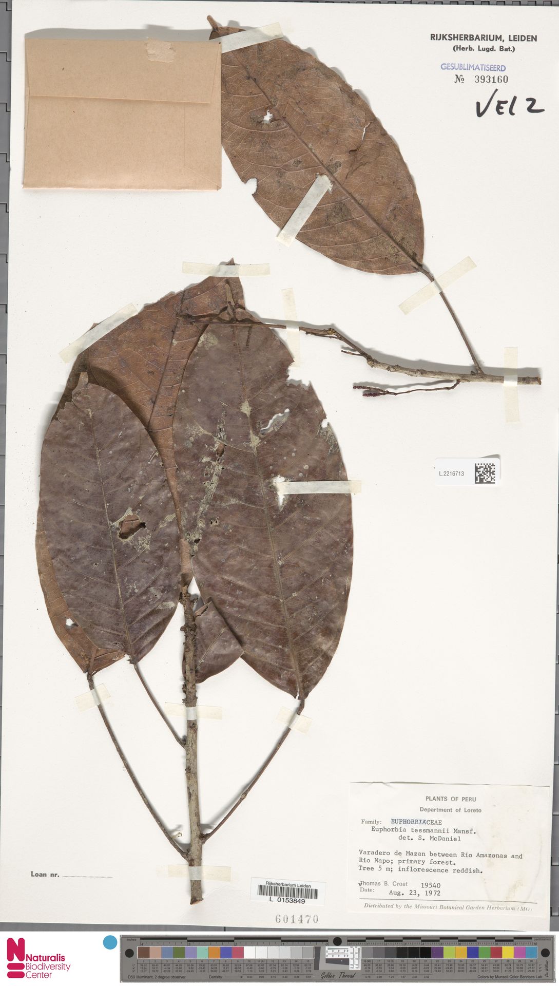 Euphorbia tessmannii