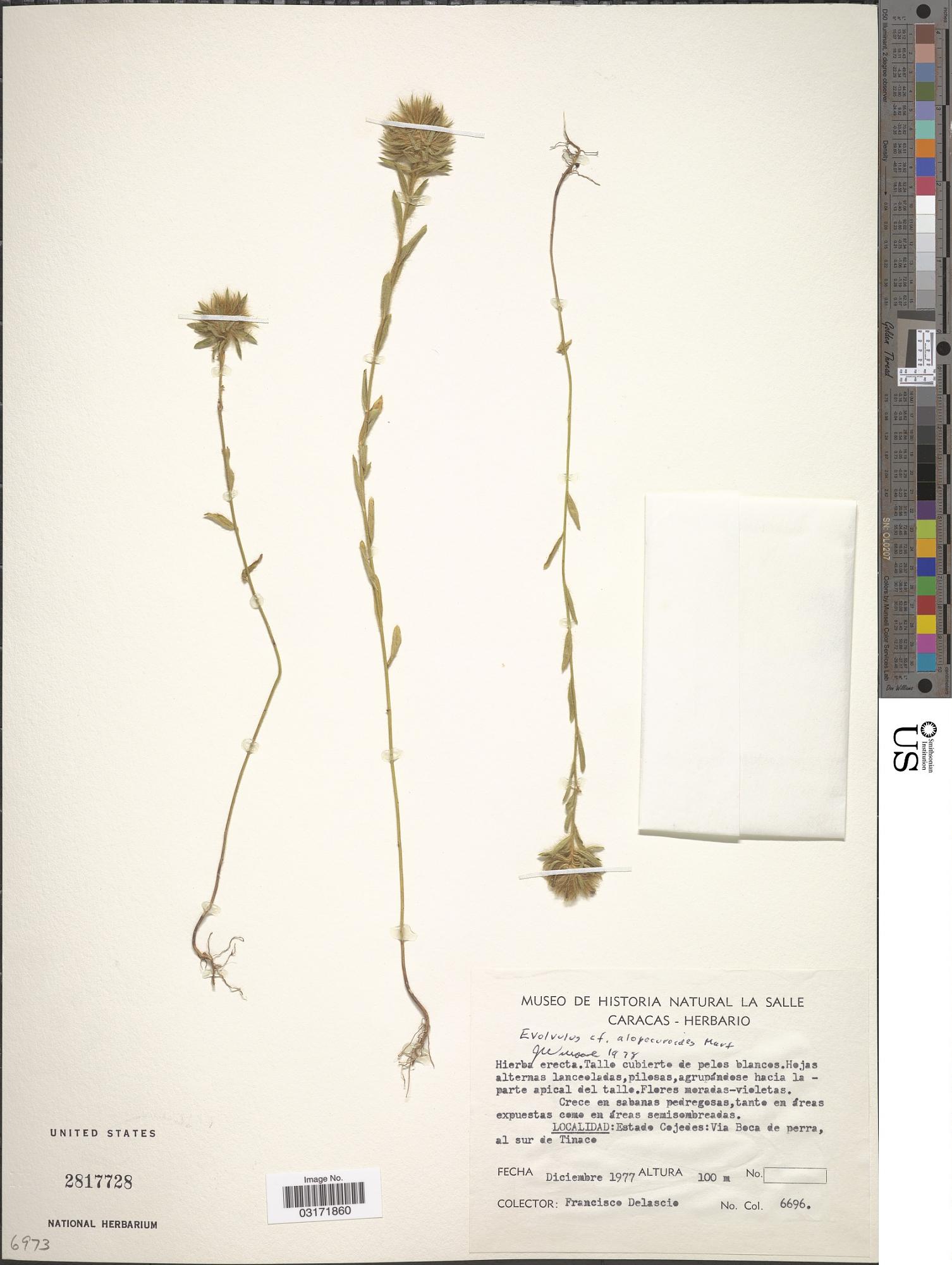 Evolvulus alopecuroides