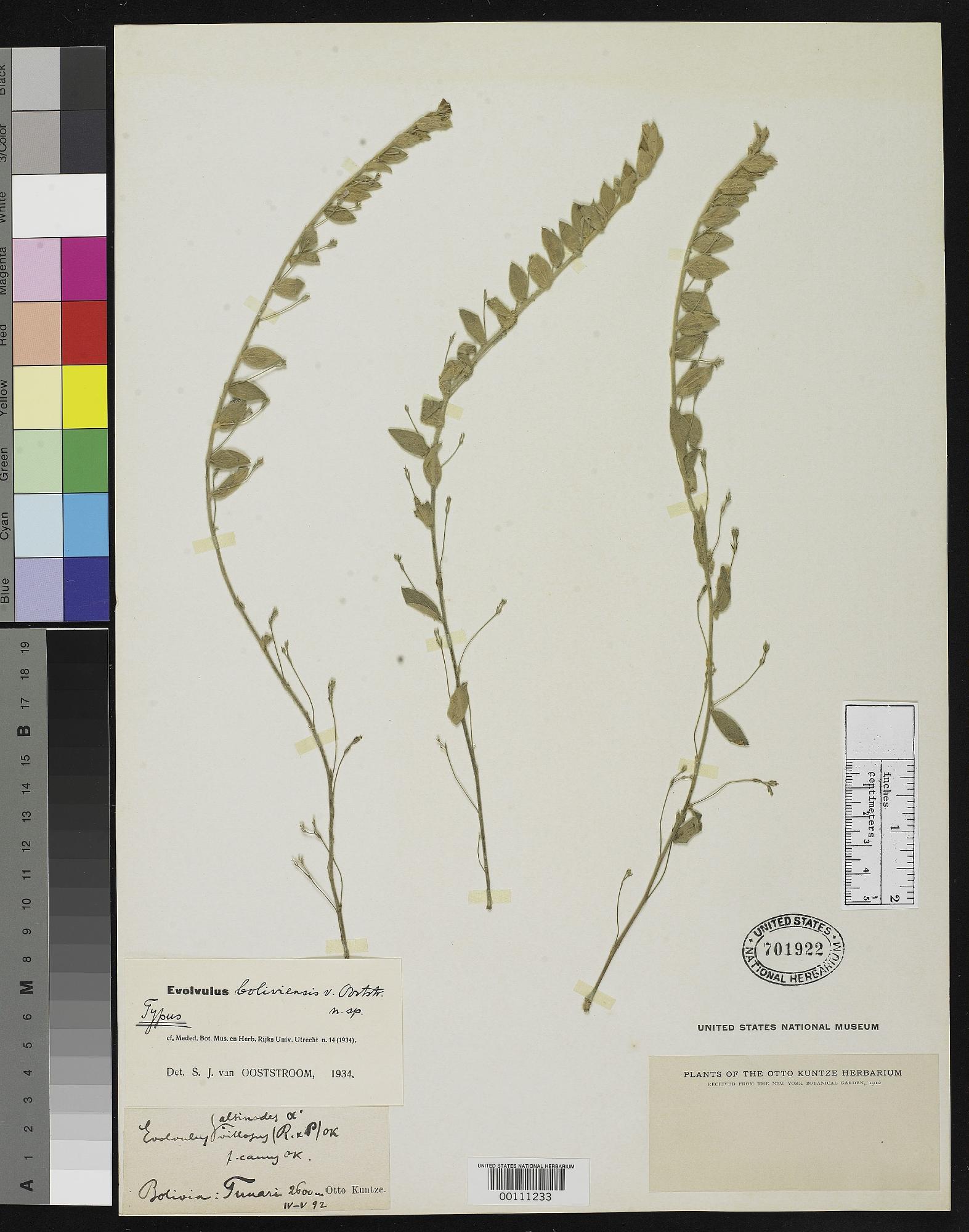 Evolvulus boliviensis