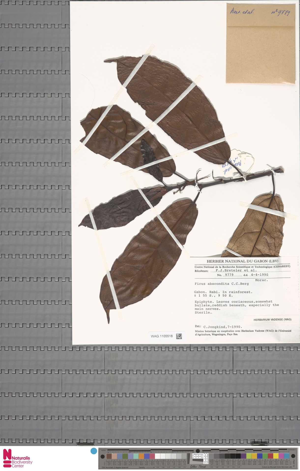 Ficus abscondita
