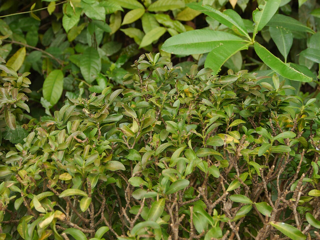 Ficus annulata