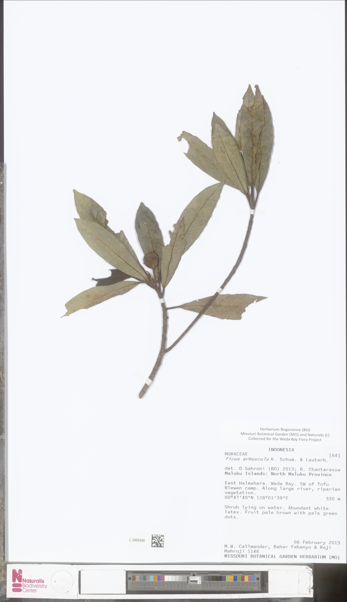 Ficus arbuscula