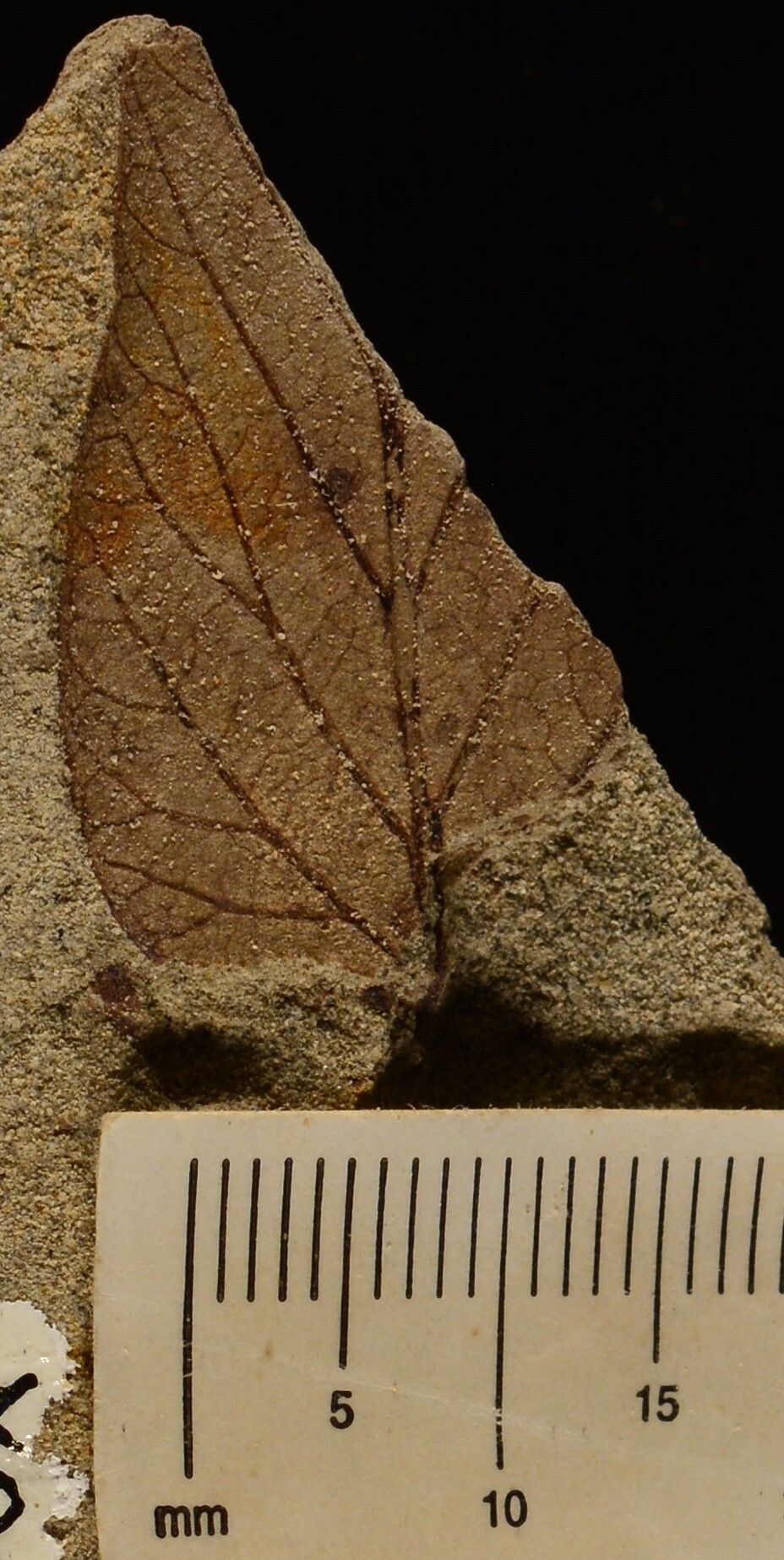 Ficus artocarpoides