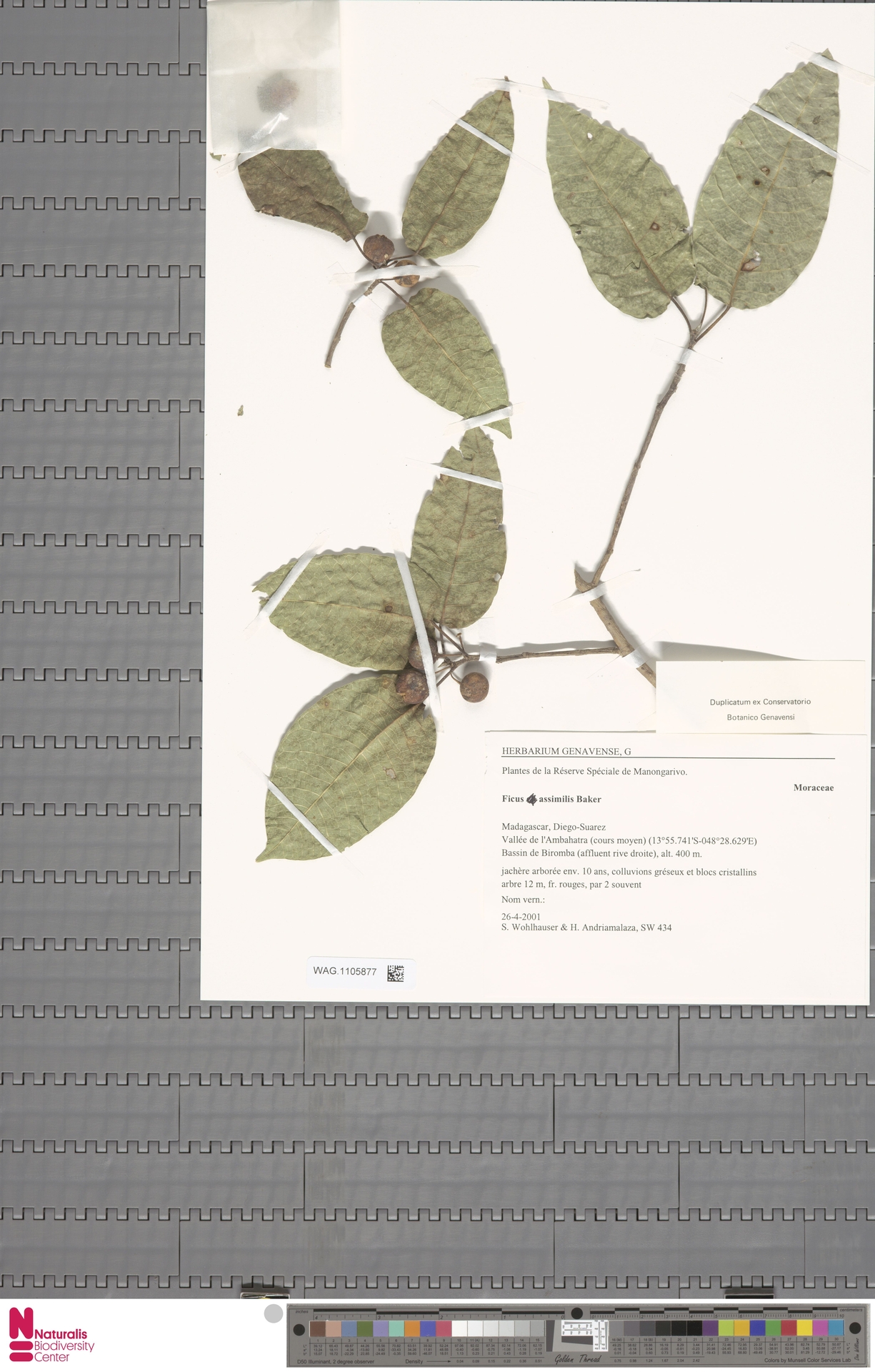 Ficus assimilis