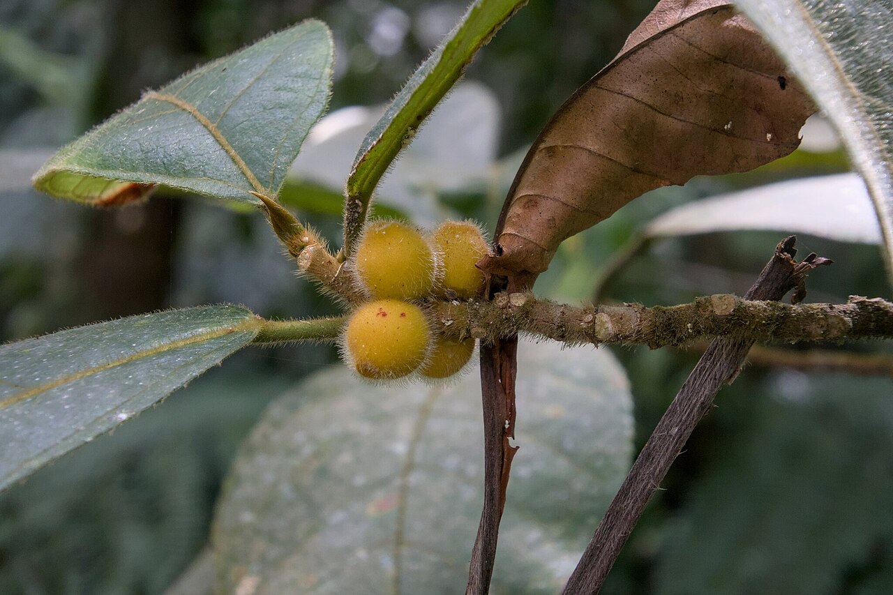 Ficus aurata