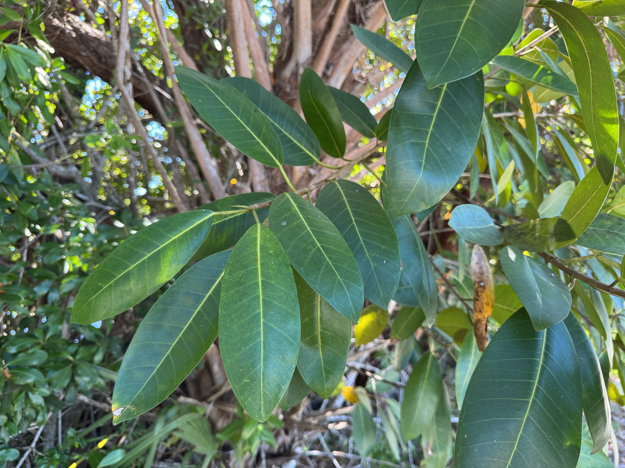 Ficus aurea