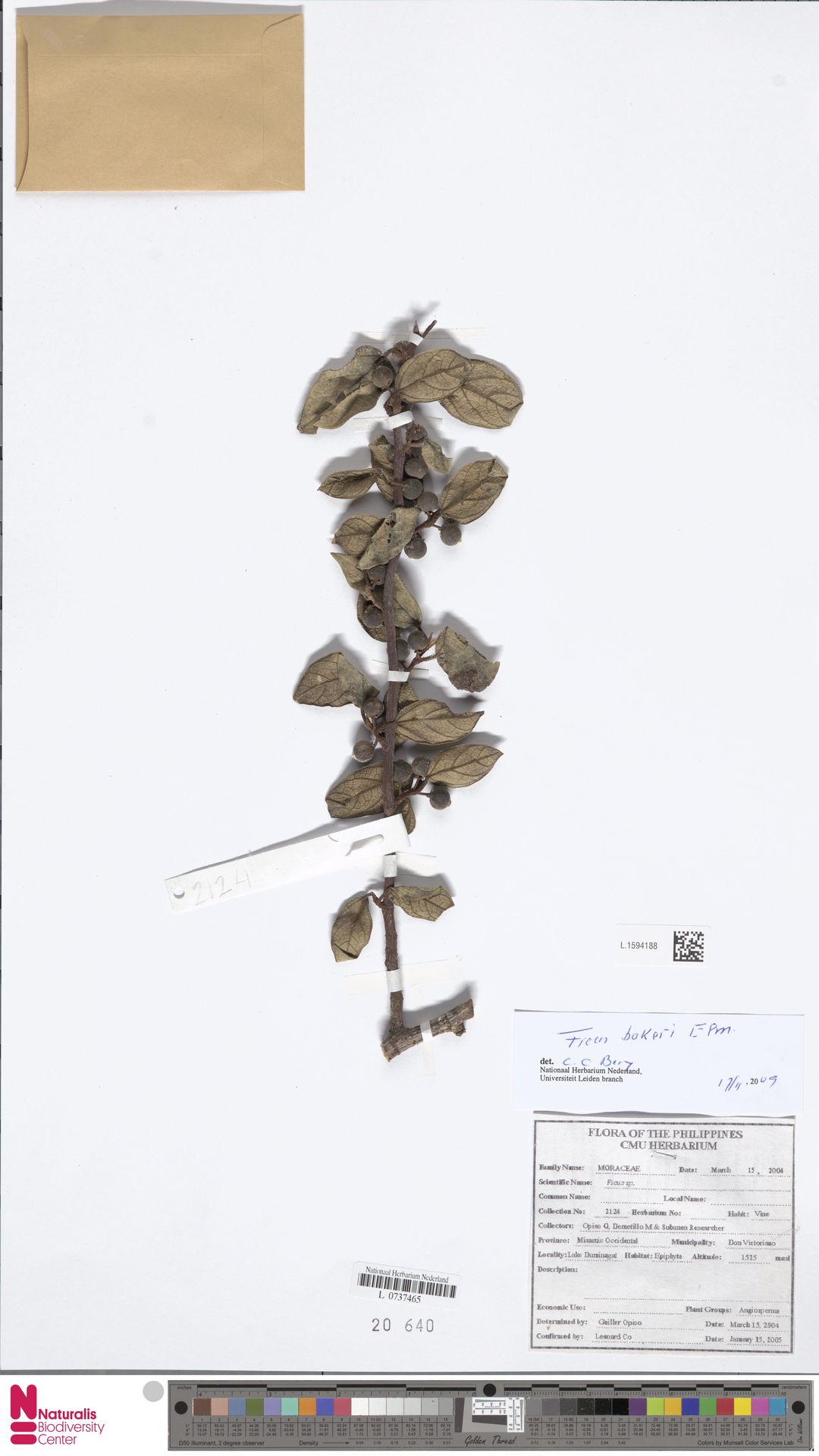 Ficus bakeri