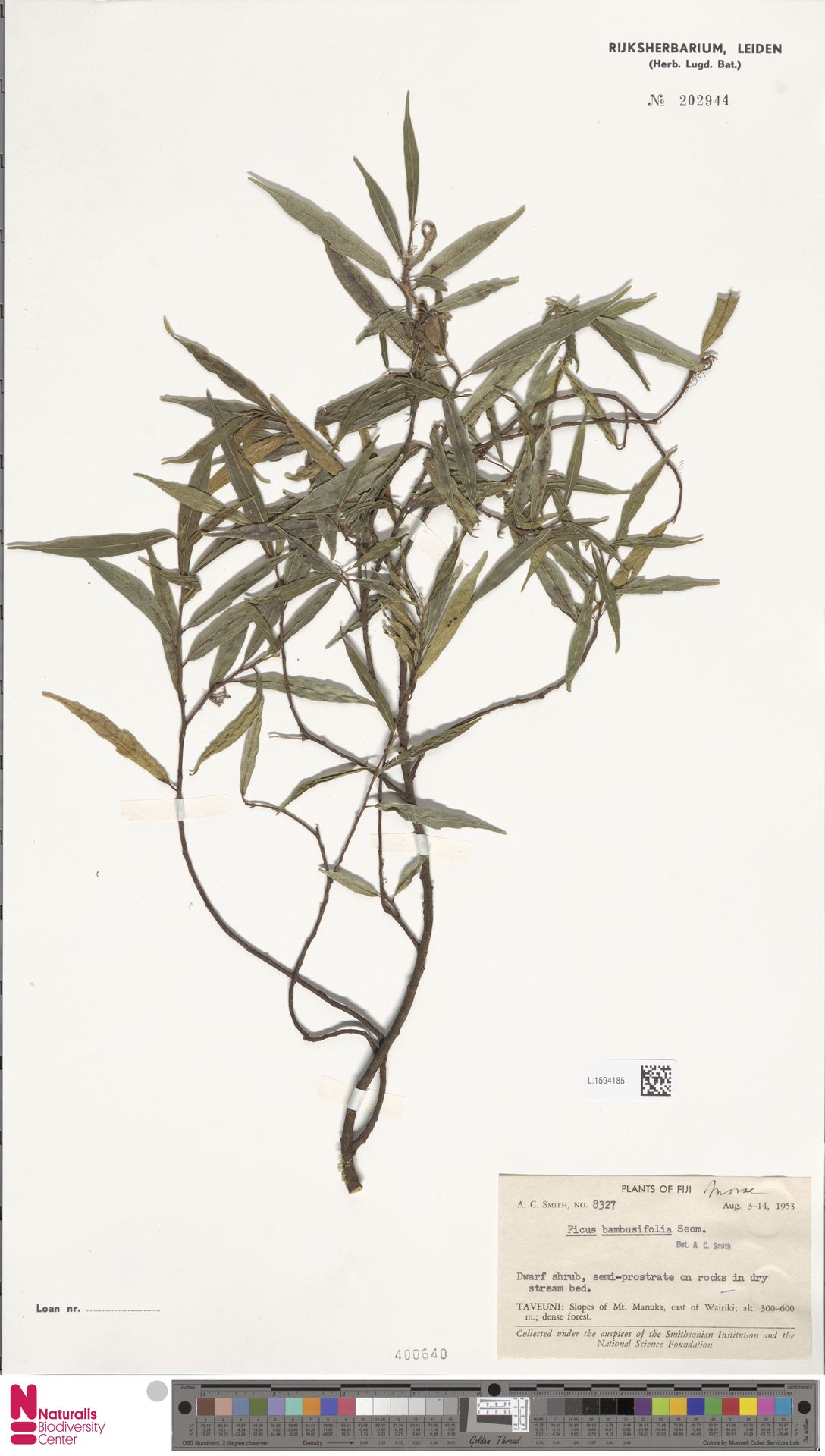 Ficus bambusifolia