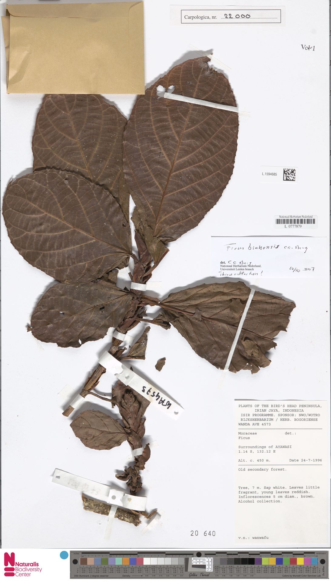 Ficus biakensis
